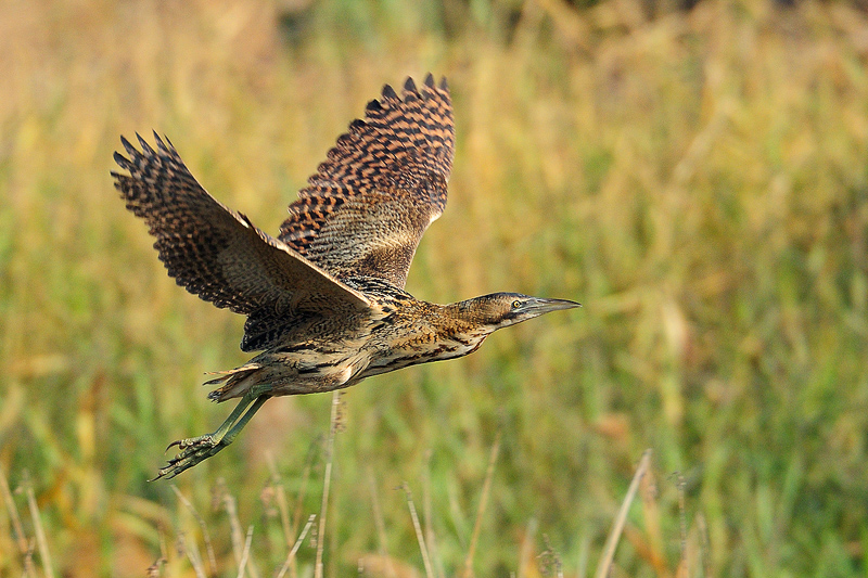Eurasian Bittern 大麻鳽