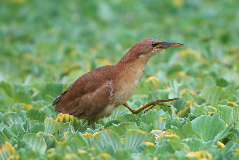 Cinnamon Bittern 栗葦鳽