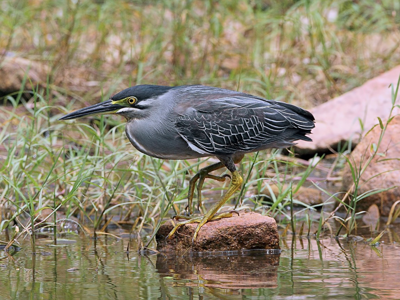 Striated Heron 綠鷺