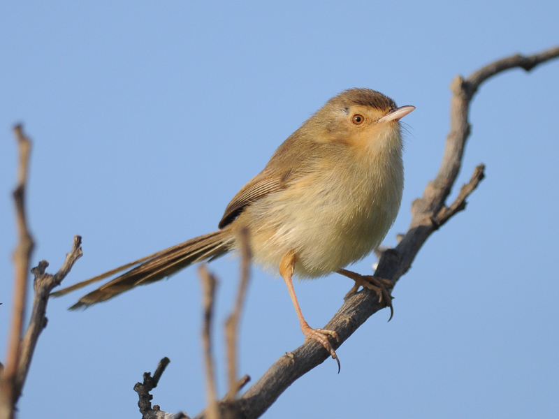 Plain Prinia 純色鷦鶯