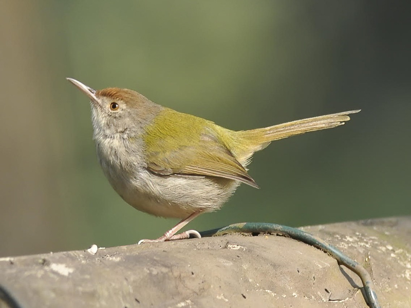 Common Tailorbird 長尾縫葉鶯