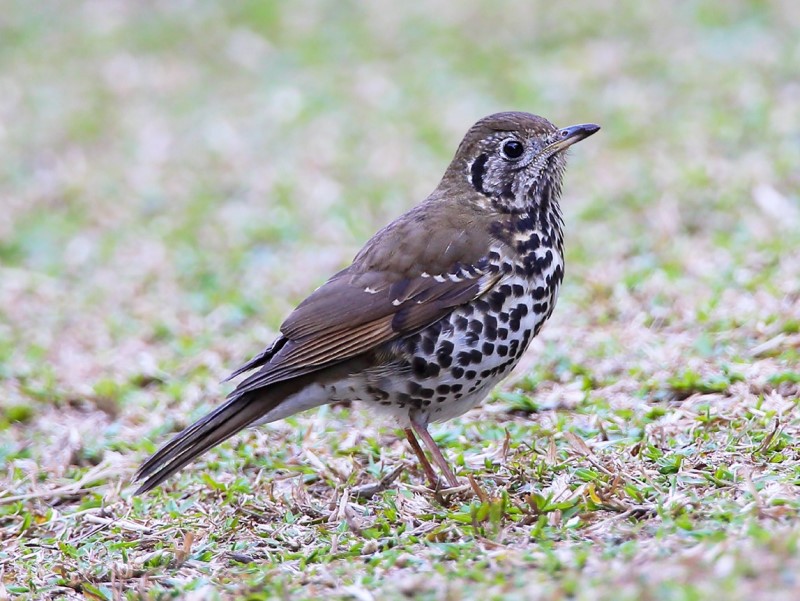 Chinese Thrush 寶興歌鶇