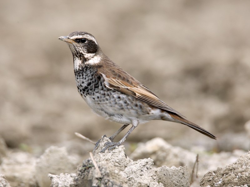Dusky Thrush 斑鶇