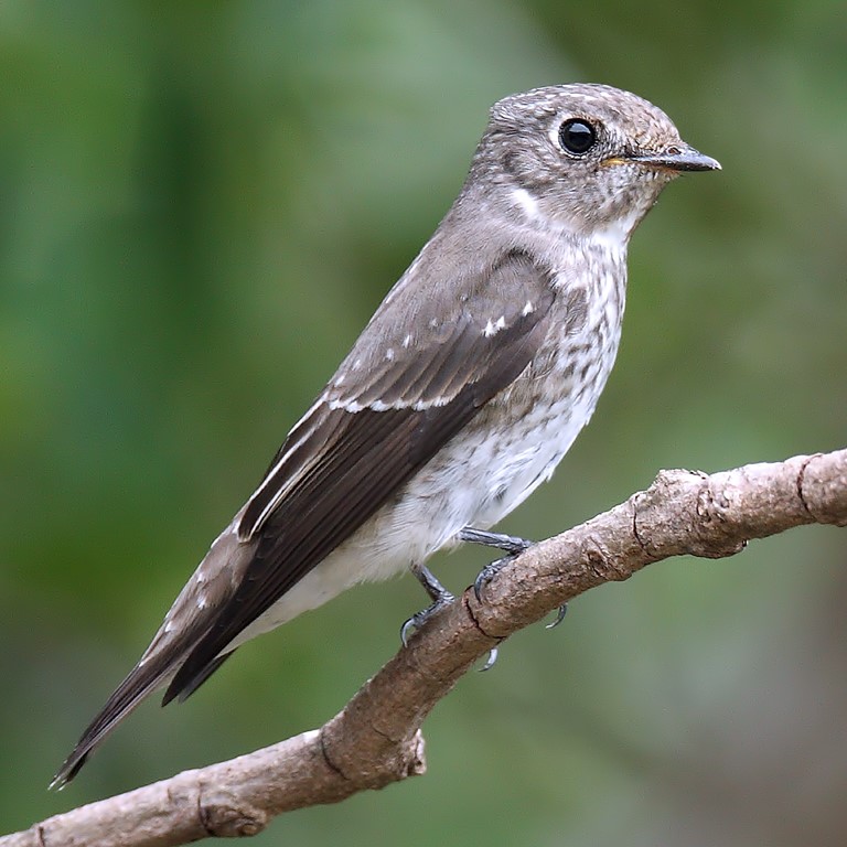 Dark-sided Flycatcher 烏鶲